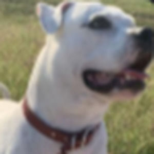 Meet your Posher, Louis